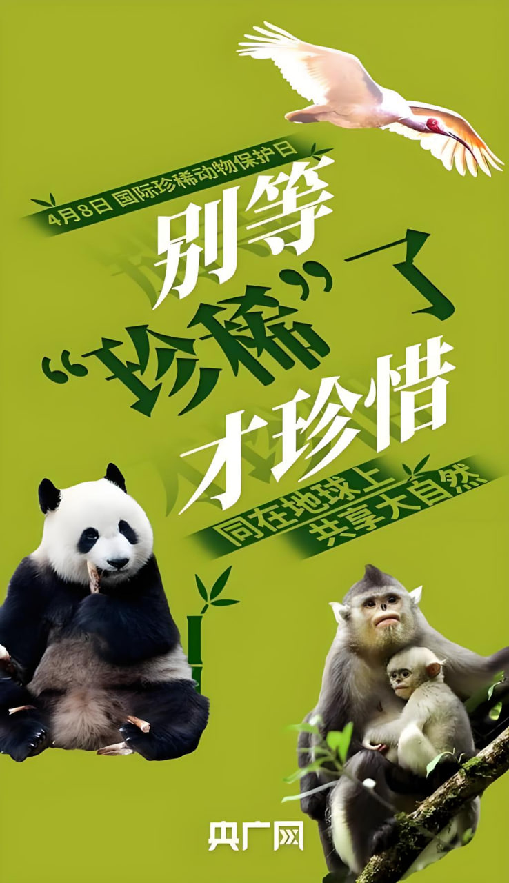 高桥夫人角色